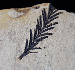 Metasequoia occidentalis CHANEY 1951 - Bild © FossNet FossilienStore